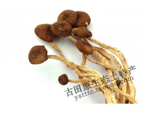 貨應(yīng)茶樹菇 干品 福建