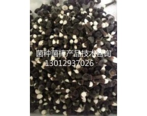 黑雞樅菌鮮菇大量上市每斤18-28元