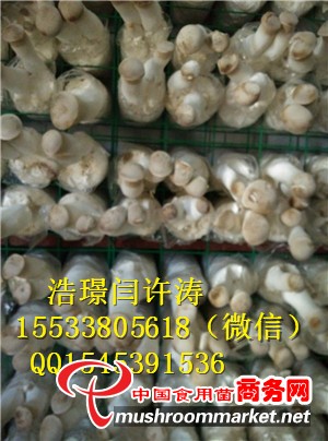 杏鮑菇出菇網(wǎng)格片