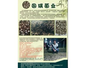 黑雞樅菌鮮菇大量上市每斤18-23元