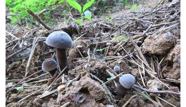 福建：順昌林下仿野生栽培黑皮雞樅菌喜獲成功