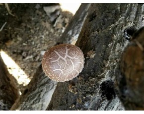 基地直供野生香菇干量大，歡迎來(lái)人來(lái)電咨詢