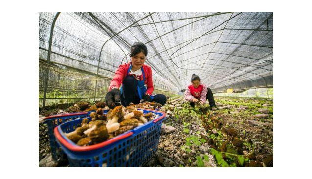 貴州大方：羊肚菌產銷旺 農民收獲“軟黃金”