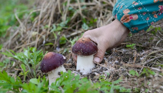 貴州省務(wù)川縣：食用菌產(chǎn)業(yè)帶動(dòng)農(nóng)戶增收致富 助推鄉(xiāng)村振興