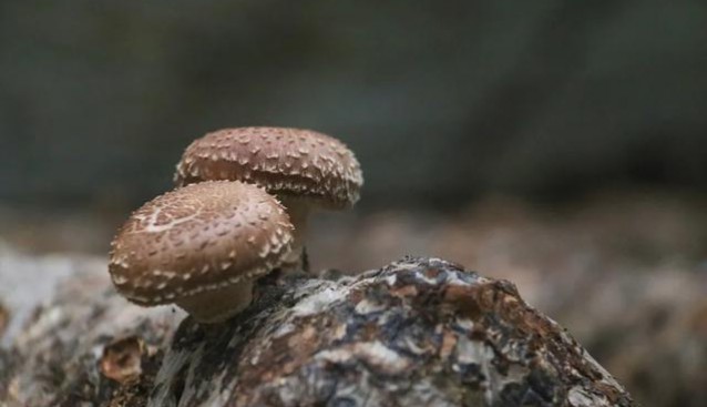 河北省獻(xiàn)縣：食用菌“拓寬”增收路 讓農(nóng)民實(shí)現(xiàn)家門口就業(yè)