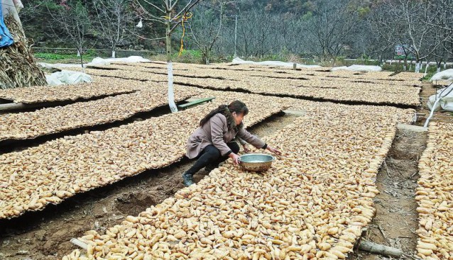 陜西省丹鳳縣：村民晾曬天麻 收購價(jià)有所降低