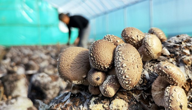 河南省泌陽縣高邑鎮(zhèn)：小小花菇喜獲豐收 菇農(nóng)忙碌采摘