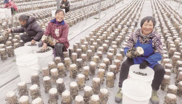 貴州省印江縣木黃鎮(zhèn)忙采收食用菌 群眾實現(xiàn)穩(wěn)定就業(yè)