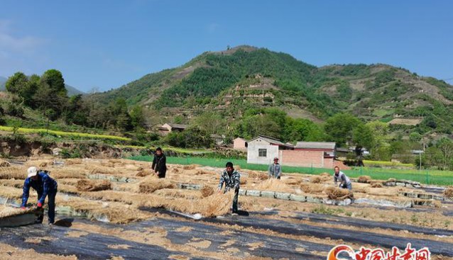 甘肅禮縣：小木耳開出“致富花” 有效增加群眾經(jīng)濟(jì)收入