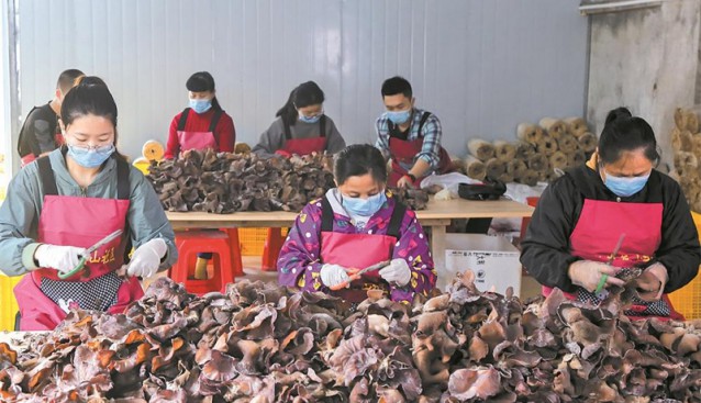 廣西象州縣：種植食用菌 開出“致富花”