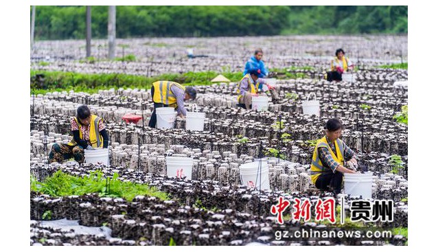 貴州銅仁萬山：木耳迎接豐收 農(nóng)戶采摘忙