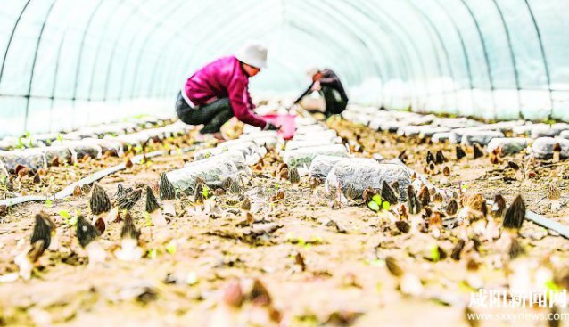 陜西省彬州市：羊肚菌撐起致富“傘” 帶動農(nóng)民增收致富