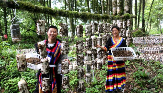 西藏林芝：菌菇喜獲大豐收 珞巴風情再添味