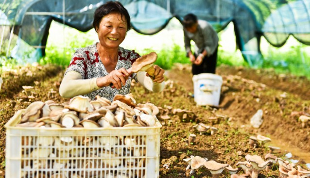 江西資溪：引進(jìn)本土人才提供專業(yè)咨詢服務(wù) 食用菌鋪就致富路