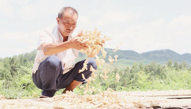 貴州銅仁煎茶鎮(zhèn)種植食用菌 撐起致富“小傘”