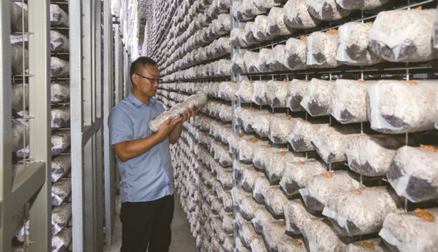 山東七河生物香菇香飄四海 是全國最大的香菇菌棒出口企業(yè)