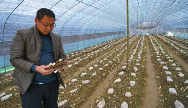 貴州黃平縣：清水江村試種羊肚菌成功