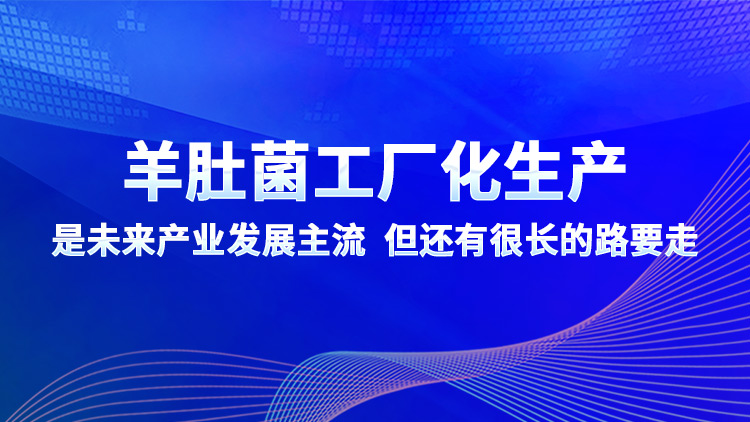 羊肚菌工廠化生產(chǎn)是未來產(chǎn)業(yè)發(fā)展主流 但還有很長(zhǎng)的路要走