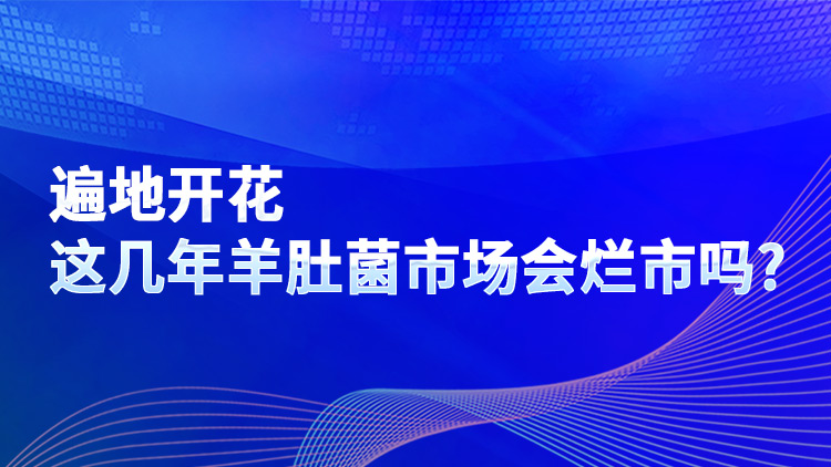 遍地開花 這幾年羊肚菌市場(chǎng)會(huì)爛市嗎