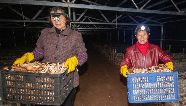 江西金溪變廢為寶發(fā)展食用菌