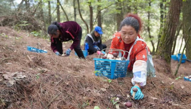 貴州貴陽白云區(qū)：黨組織引領發(fā)展食用菌，促農增收