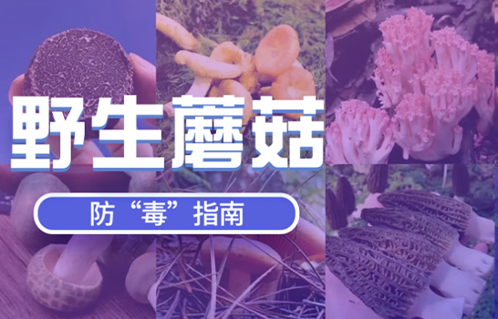 野生蘑菇，防毒指南