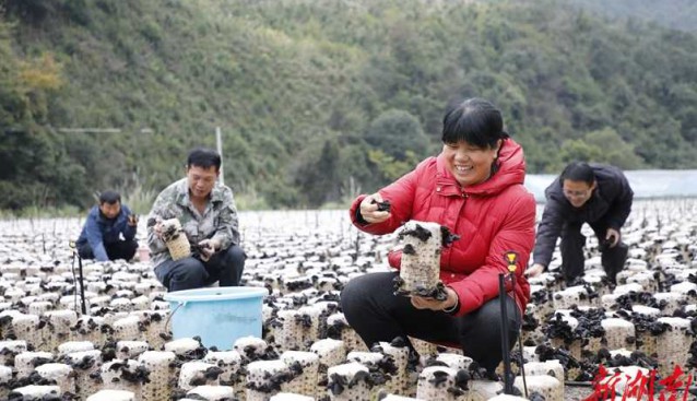 湖南新田縣：木耳豐收采摘忙