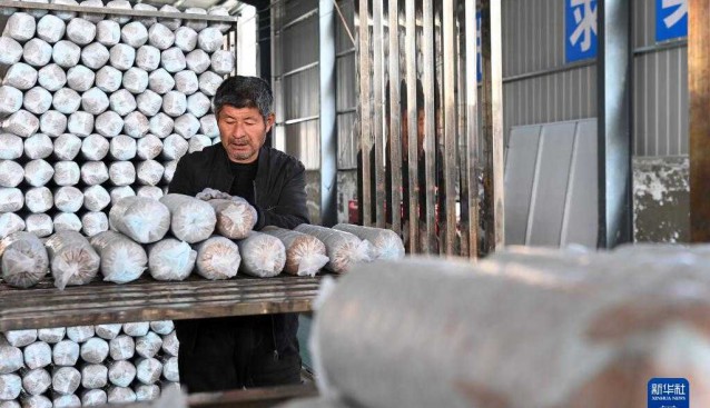 甘肅慶陽：食用菌基地帶動(dòng)村民增收