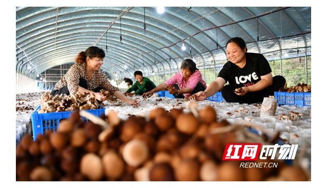 湖南常寧：雙溪村引進茶樹菇，鋪開致富路