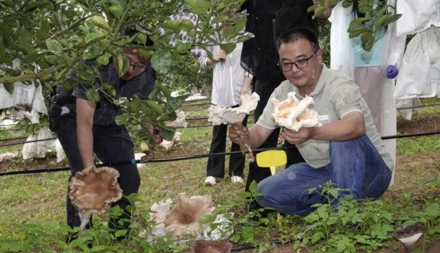 食用豬肚菌在西雙版納試種成功