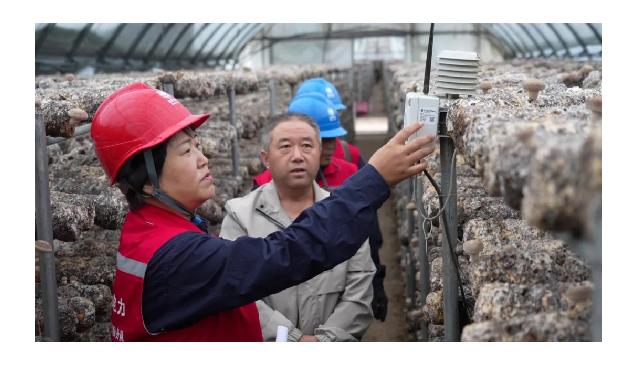 國網(wǎng)阜平縣供電公司全方位服務，助力菇農增產增收