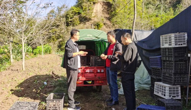 甘肅康縣大南峪鎮(zhèn)：累積采摘鮮鮮菇7.8萬多斤