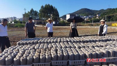 占地40畝，廣西百色市右江區(qū)食用菌種植示范基地正式啟動