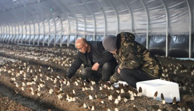 羊肚菌采摘上市，為新年添“鮮”