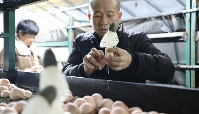 貴州綏陽(yáng)：反季紅托竹蓀成功上市