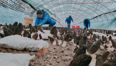 江蘇灌南管莊村：羊肚菌種植讓冬閑田變“增收田”