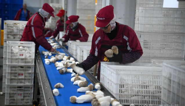 四川如珍食用菌開足馬力生產(chǎn)，日產(chǎn)杏鮑菇70余噸