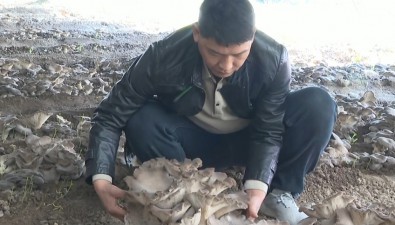 河南中牟：村民種“靈芝菇”，每茬畝產(chǎn)突破2萬斤
