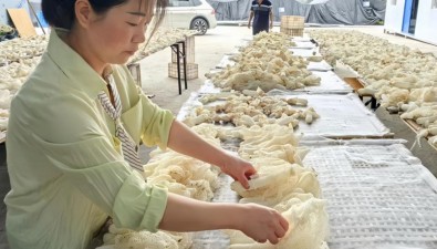 湖北鄖西縣：“接茬輪作”生金有道