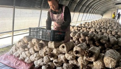 甘肅榆中縣夏官營鎮(zhèn)：每棚一茬生產(chǎn)26000斤平菇