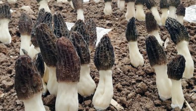 甘肅張家川：羊肚菌工廠化生產(chǎn)“出圈”，三期新建26座大棚
