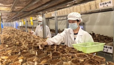“云雞樅”在云南永勝濤源試種成功