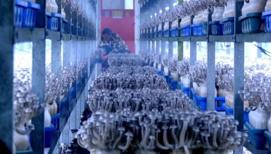 滿負荷動轉！每天50噸鮮品供應全國市場