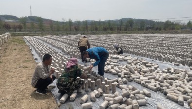 科技為農|遼寧農科院食用菌專家到撫順開展黑木耳生產技術服務