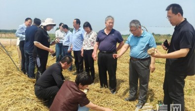 糧菇共生，黃淮海地區(qū)“糧菇輪作”現(xiàn)場觀摩會在青島舉行