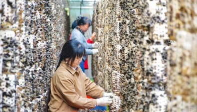 安徽岳西桑枝木耳喜豐收