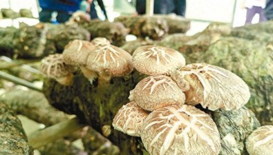確石棒農(nóng)業(yè)：種植食用菌520萬棒，總產(chǎn)值8000多萬元