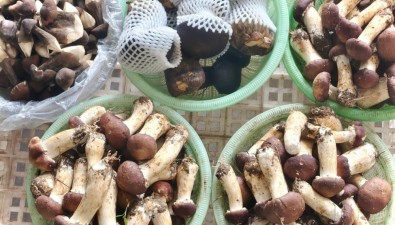 云南大理：食用菌總產(chǎn)量達(dá)8.54萬噸