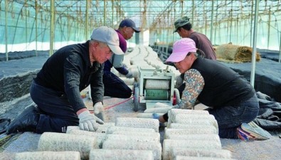 內(nèi)蒙古鄂倫春自治旗拉開食用菌生產(chǎn)序幕