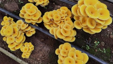 云南祿豐市：總產(chǎn)值達(dá)11.23億元